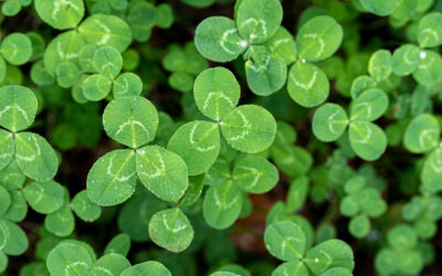 Saint-Patrick : une célébration mondiale de la culture Irlandaise