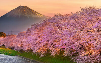 Hanami : Cerisiers en Fleurs au Japon